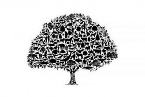 Типи, роль, зниження та захист біологічного різноманіття Типи, роль, зниження та захист біологічного різноманіття